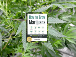 How to Grow Marijuana with Murph Wolfson